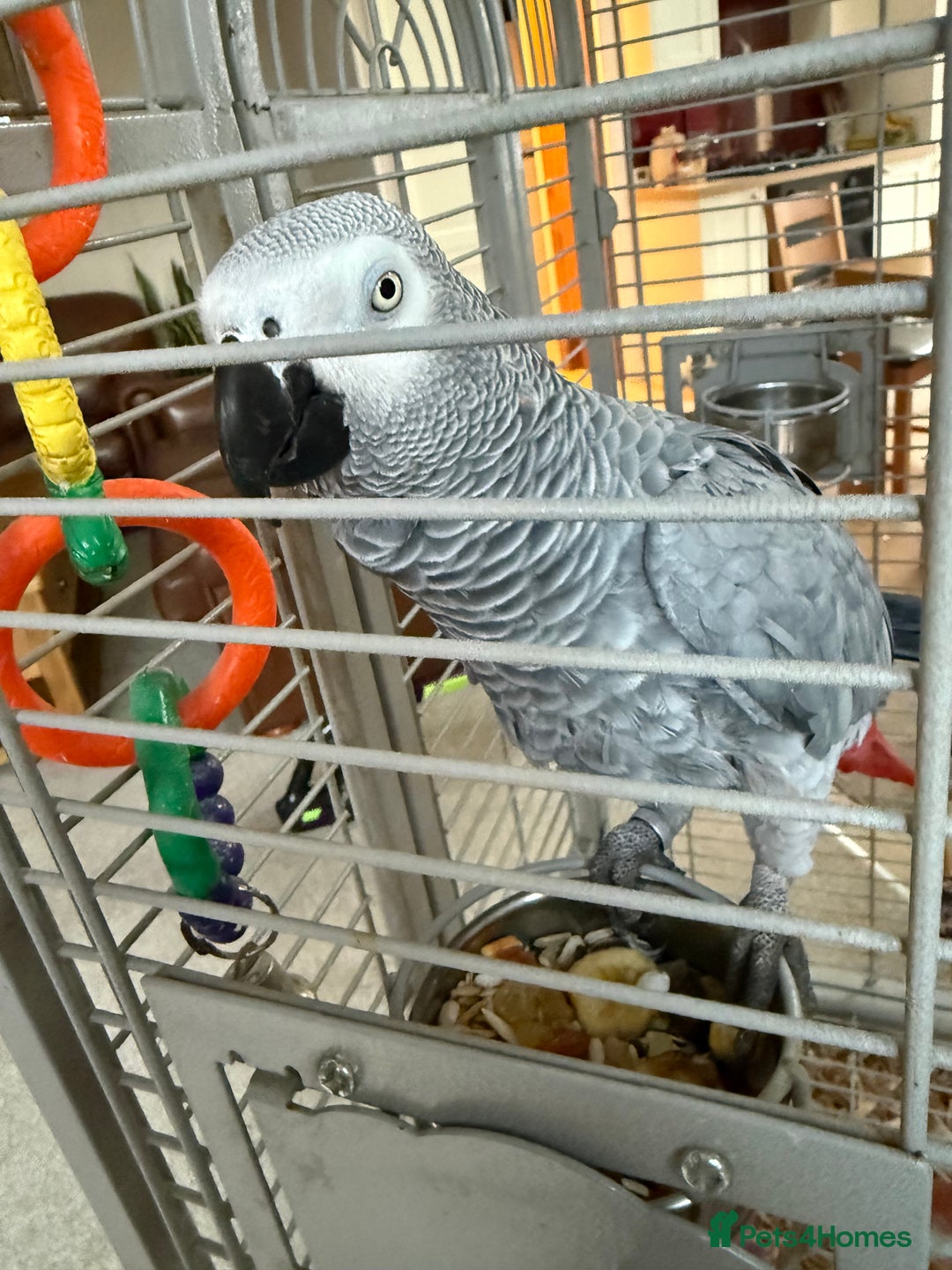 Parrots birds for sale: African grey parrot  - Advert 1