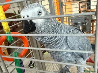 Parrots birds African grey parrot - Advert 5