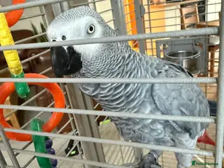 Parrots birds African grey parrot - Advert 15
