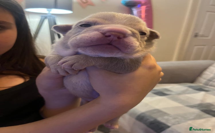 English Bulldog dogs - Advert 2