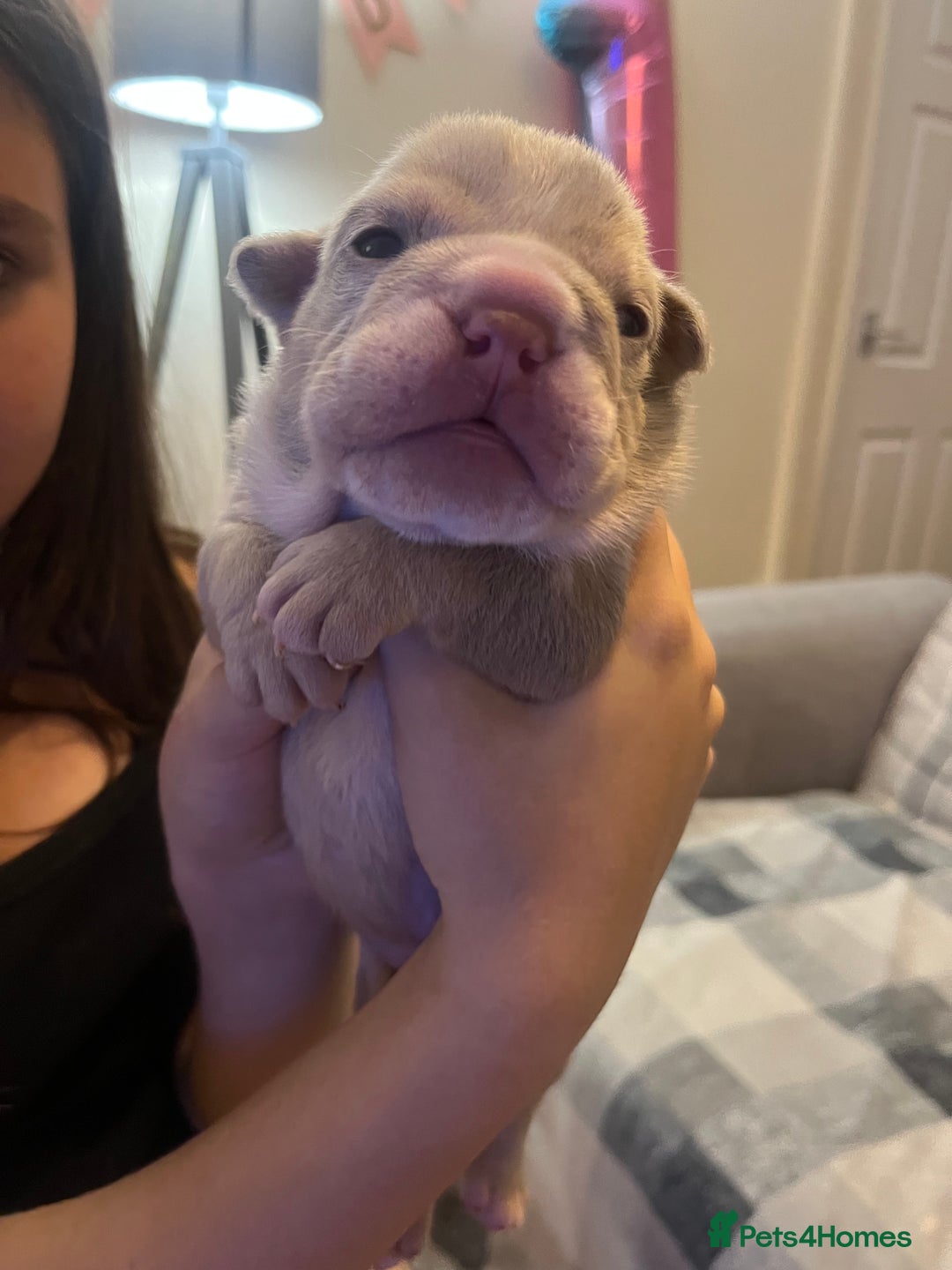 English Bulldog dogs for sale: English Bulldogs  - Image 1