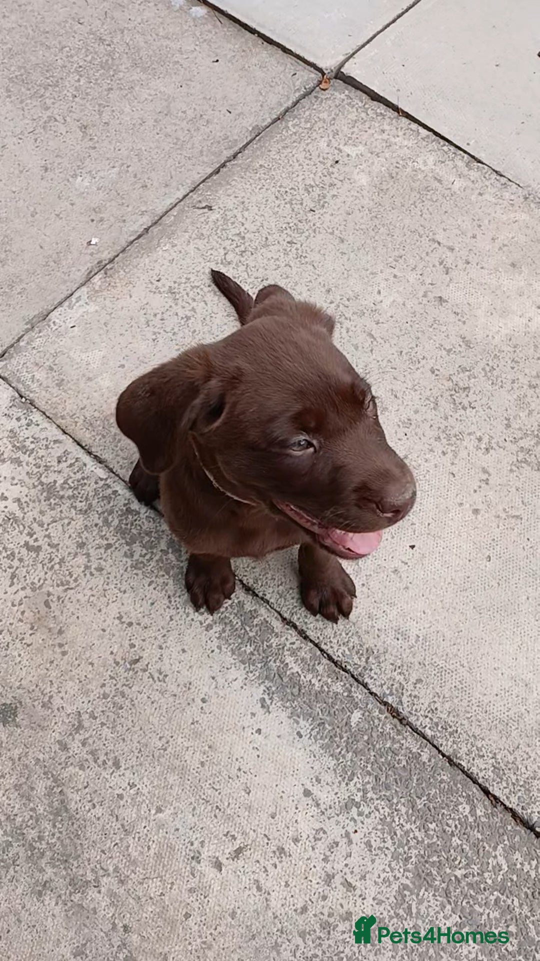 Labrador Retriever dogs for sale: Champain/chocolate puppys - Image 17