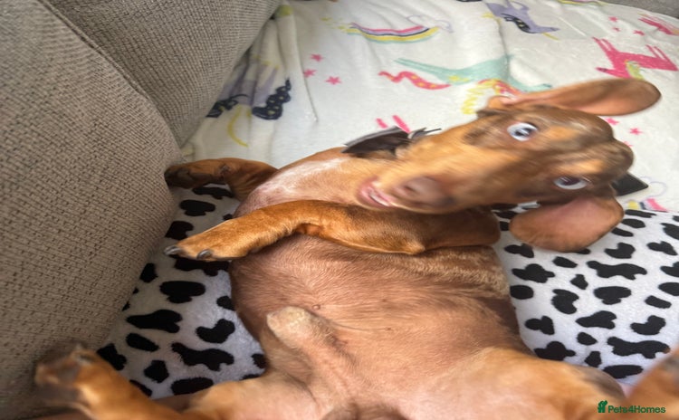 Dachshund dogs - Advert 1