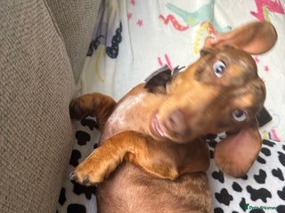 Dachshund dogs - Advert 20