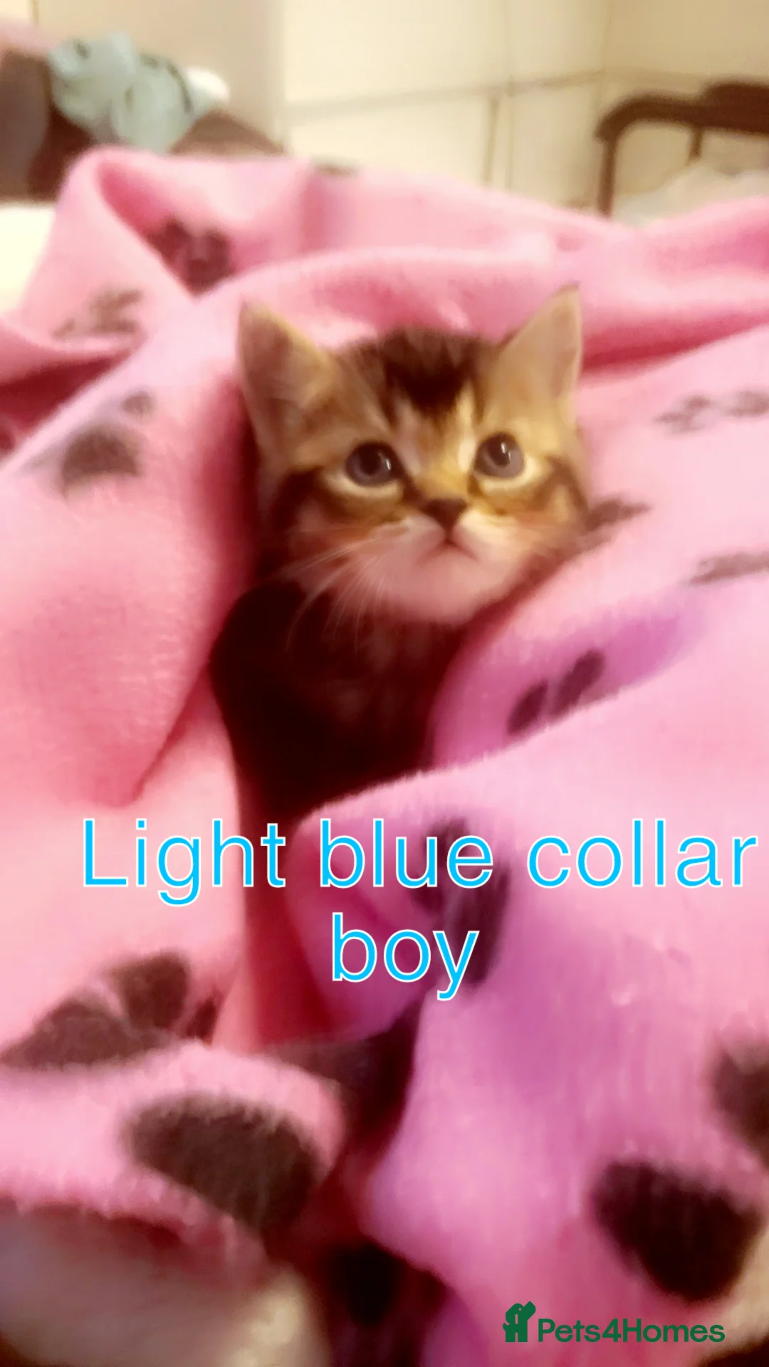 Mixed Breed cats for sale: Tabby British blue kittens  - Advert 2