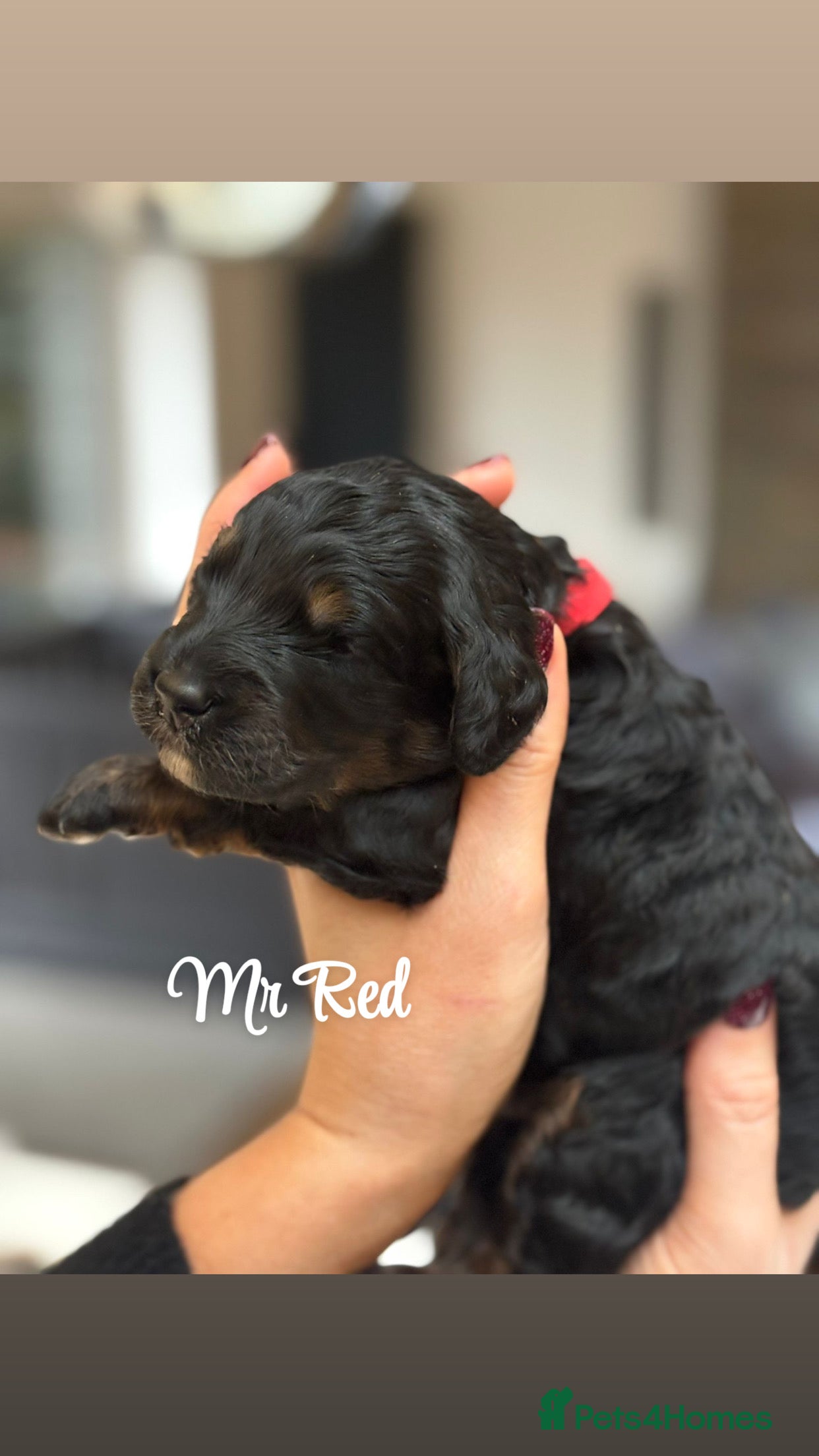 Bernedoodle dogs Mini Black & Tan Outstanding Bernedoodles - Advert 2