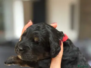 Bernedoodle dogs Mini Black & Tan Outstanding Bernedoodles - Advert 2