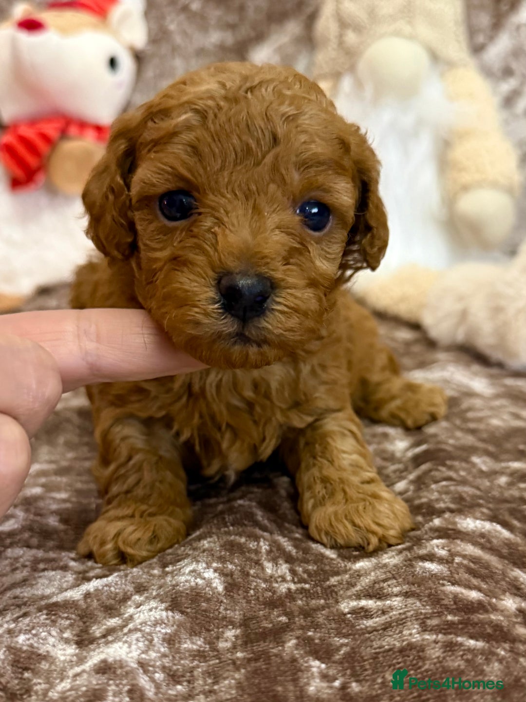 Maltipoo dogs for sale: BEAUTIFUL TEDDY BEAR F1B MALTIPOO BABIES! - Advert 15