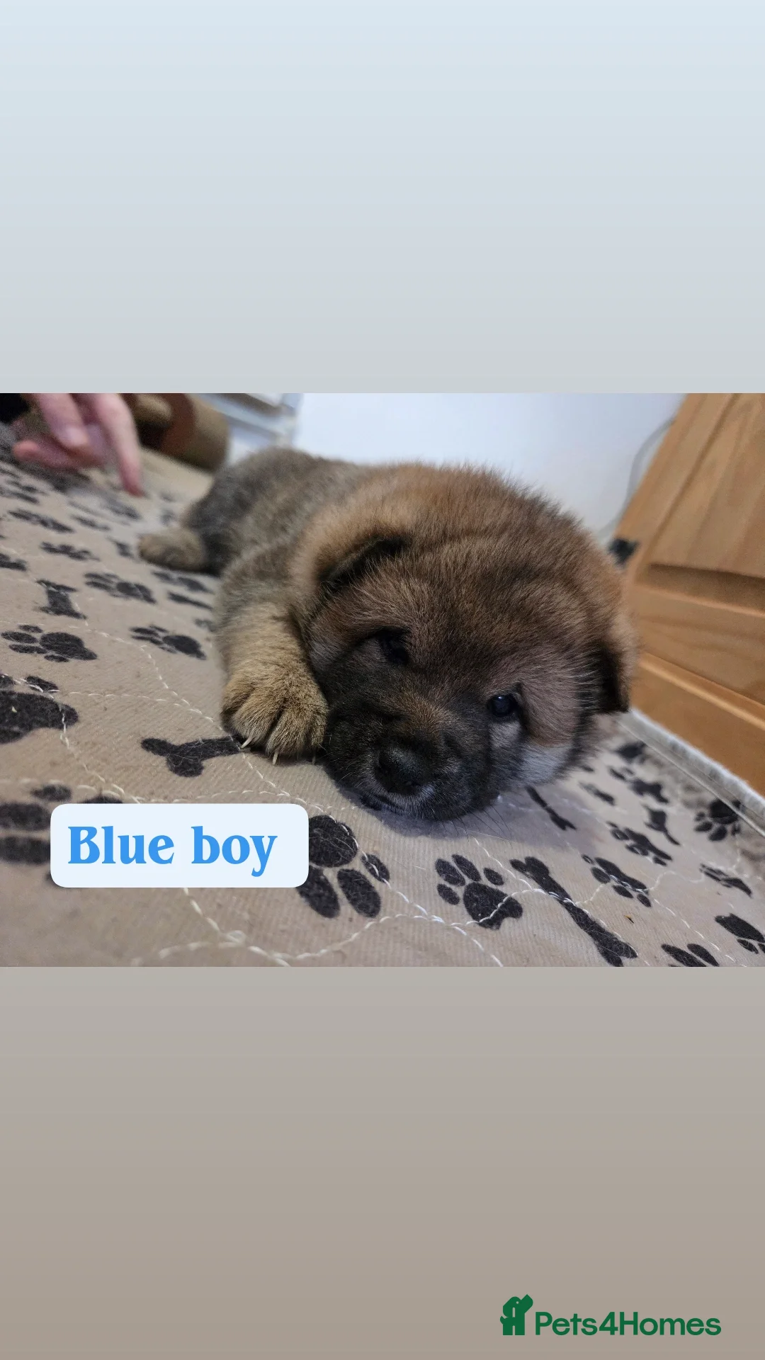 Japanese Shiba Inu dogs for sale: Shiba Inu – 5 Puppies  - Advert 18