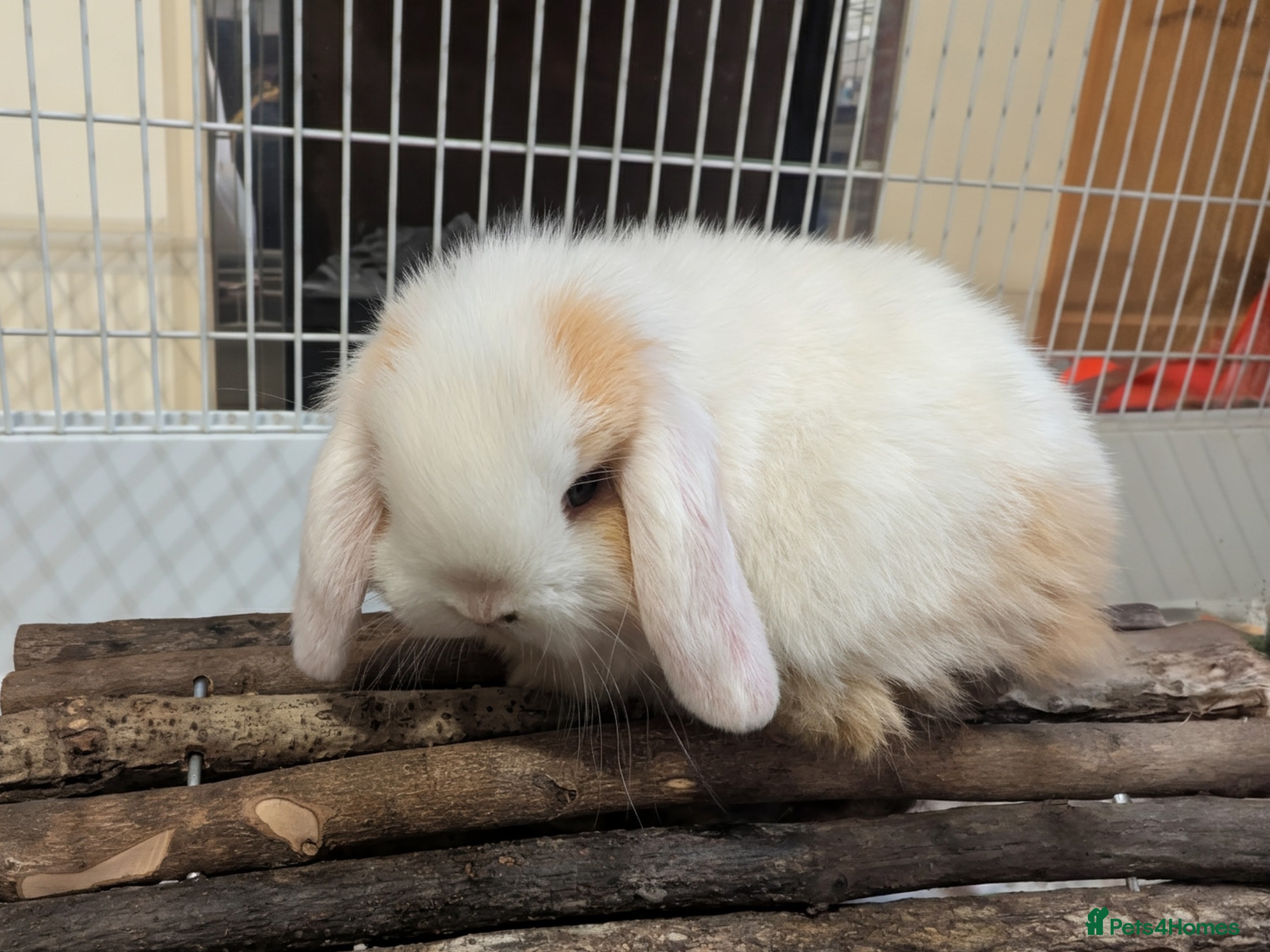 Mini Lop rabbits 1 LEFT Pure bred mini lops (indoor only) - Advert 13