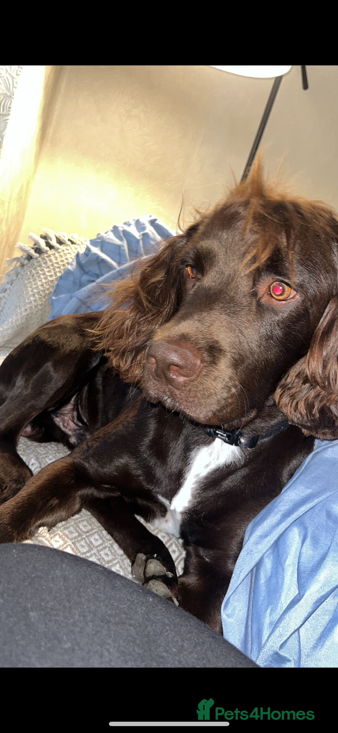 Sprocker dogs for sale: Bruno  - Advert 3