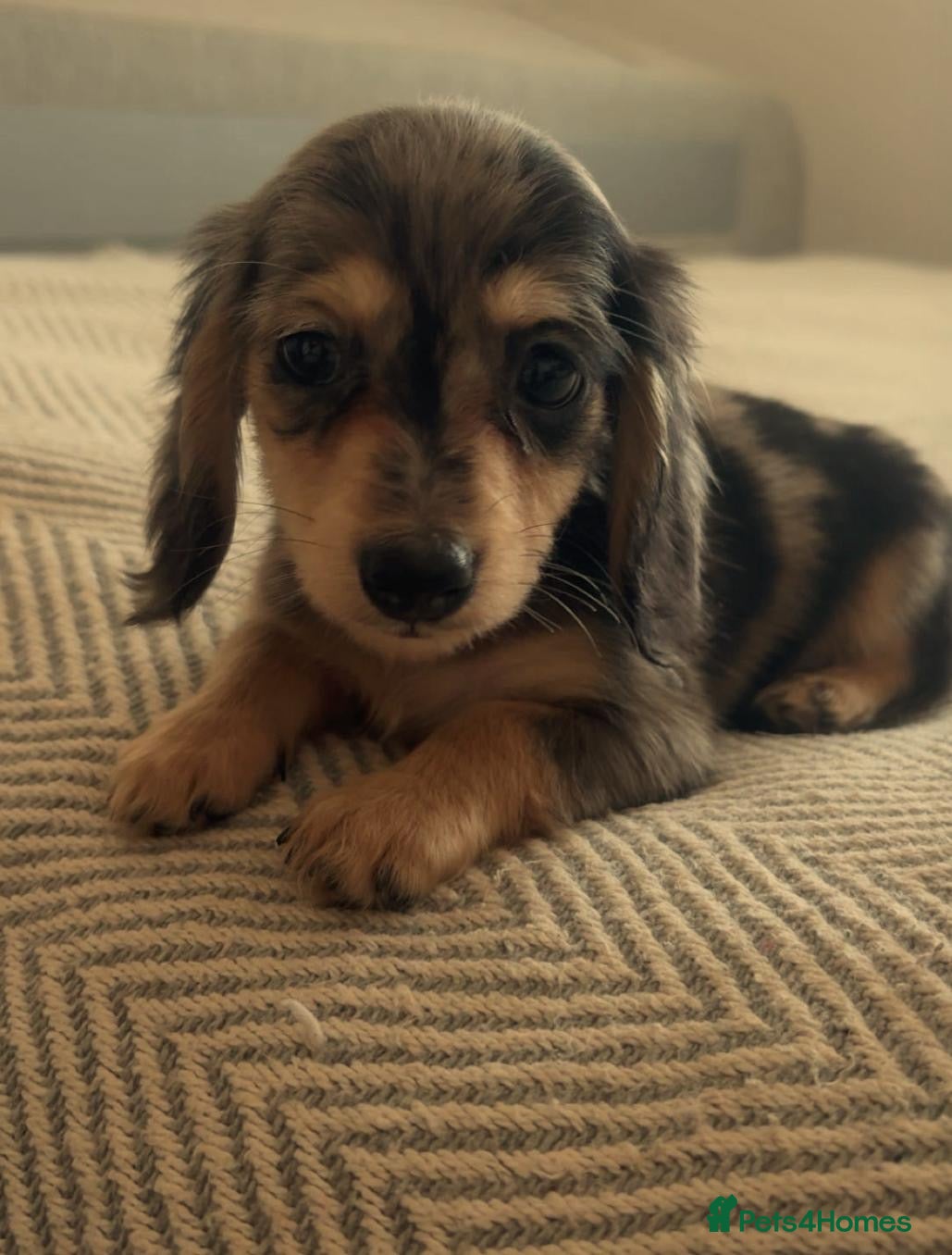 Miniature Dachshund dogs Mini long hair dachshund  - Advert 21