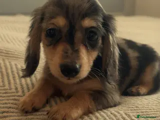 Miniature Dachshund dogs Mini long hair dachshund - Advert 21