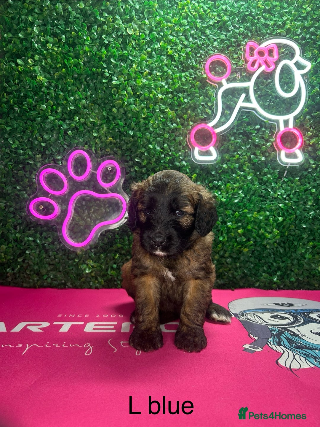 Saint Bernard dogs for sale: F1 St Berdoodle  - Image 9