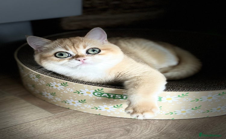 British Shorthair cats - Advert 16