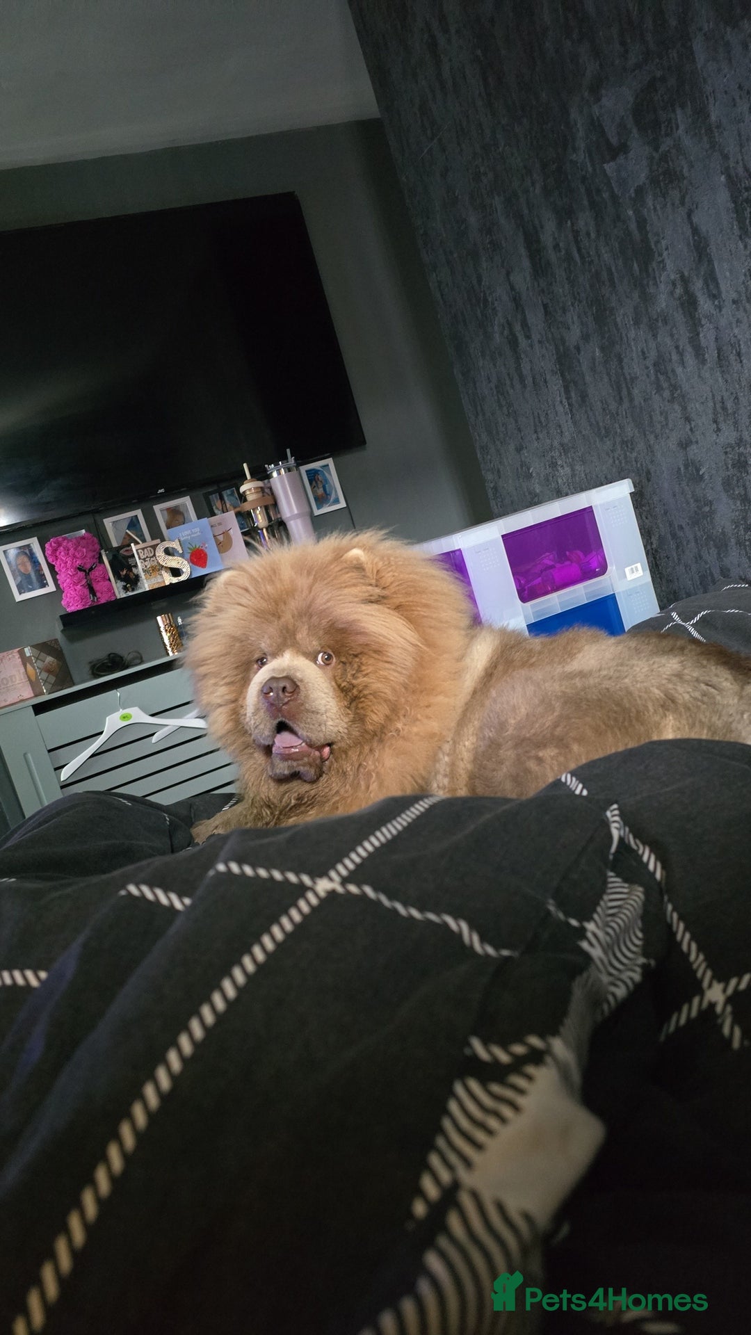 Chow Chow dogs for sale: Bear the chow chow  - Image 9