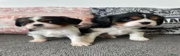 Cavalier King Charles Spaniel dogs for sale: Chocolate carrying Cavalire King Charles spaniels  - Advert 9
