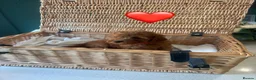 Cockapoo dogs for sale: Cockapoo puppy’s  - Advert 7