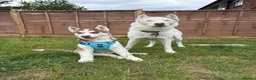 Siberian Husky dogs for sale: Buddy the Siberian huskey  - Advert 1