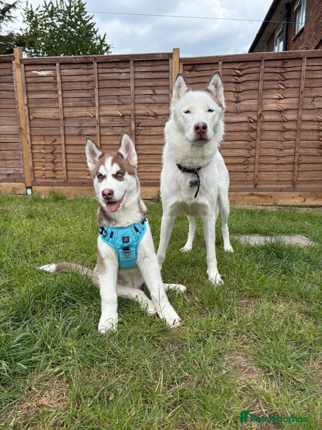Siberian Husky dogs for sale: Buddy the Siberian huskey  - Advert 1