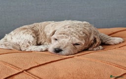Toy Poodle dogs for sale: Toy Poodle Puppies for Sale - Image 2