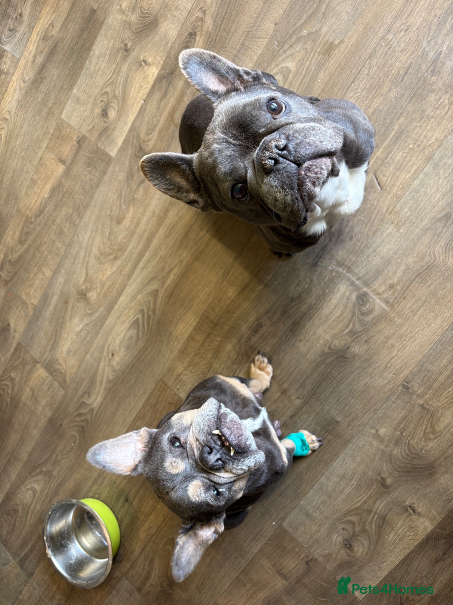 Mixed Breed dogs English x french bulldogs - Advert 1