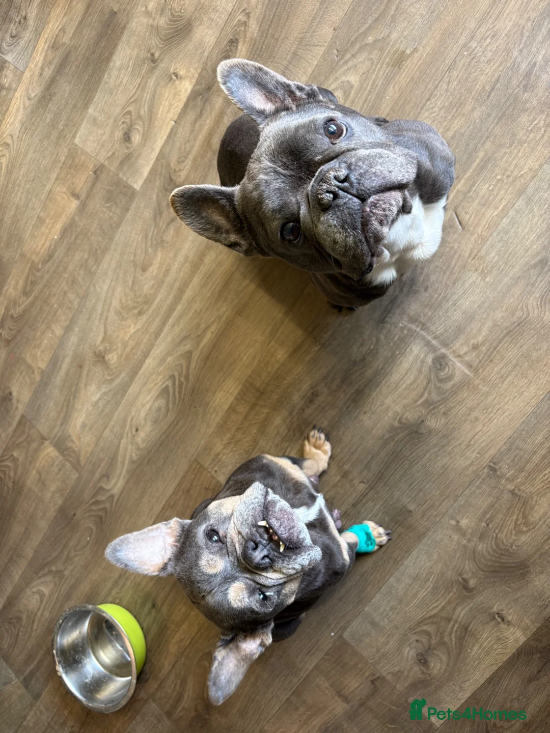 Mixed Breed dogs for sale: English x french bulldogs in Tamworth - Advert 1