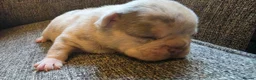 French Bulldog dogs for sale: Beautiful French bulldog dog merle puppies  - Advert 9