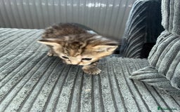 American Bobtail cats for sale: American bobtail / tortoise shell - Image 15