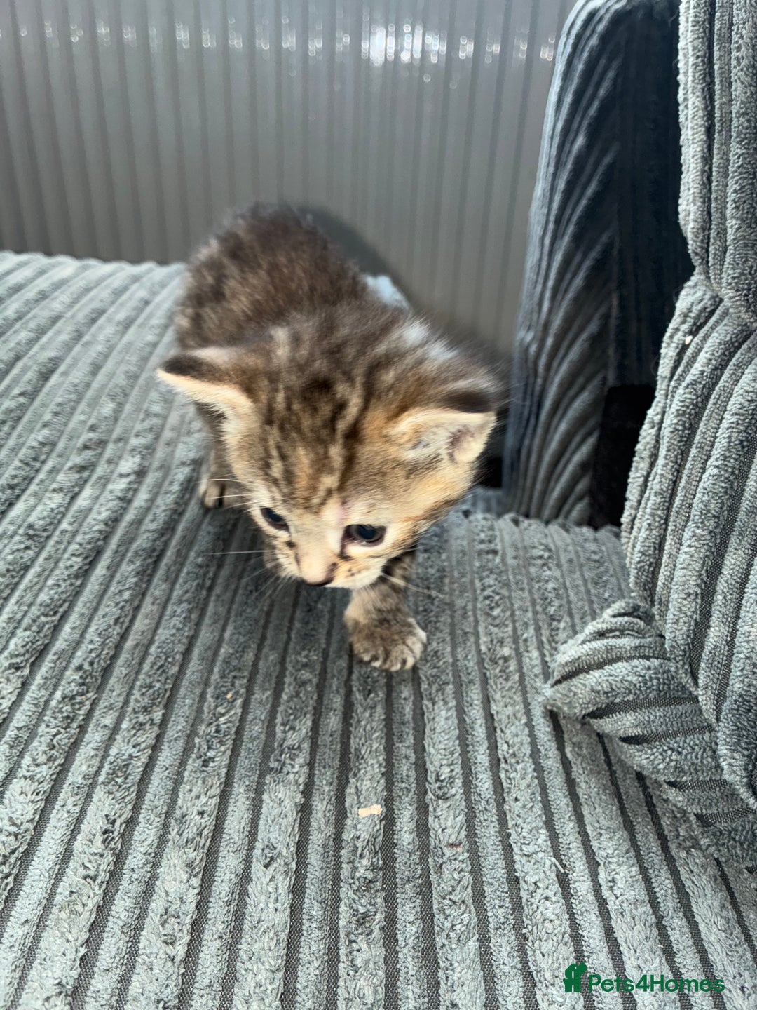 American Bobtail cats for sale: American bobtail / tortoise shell - Image 15