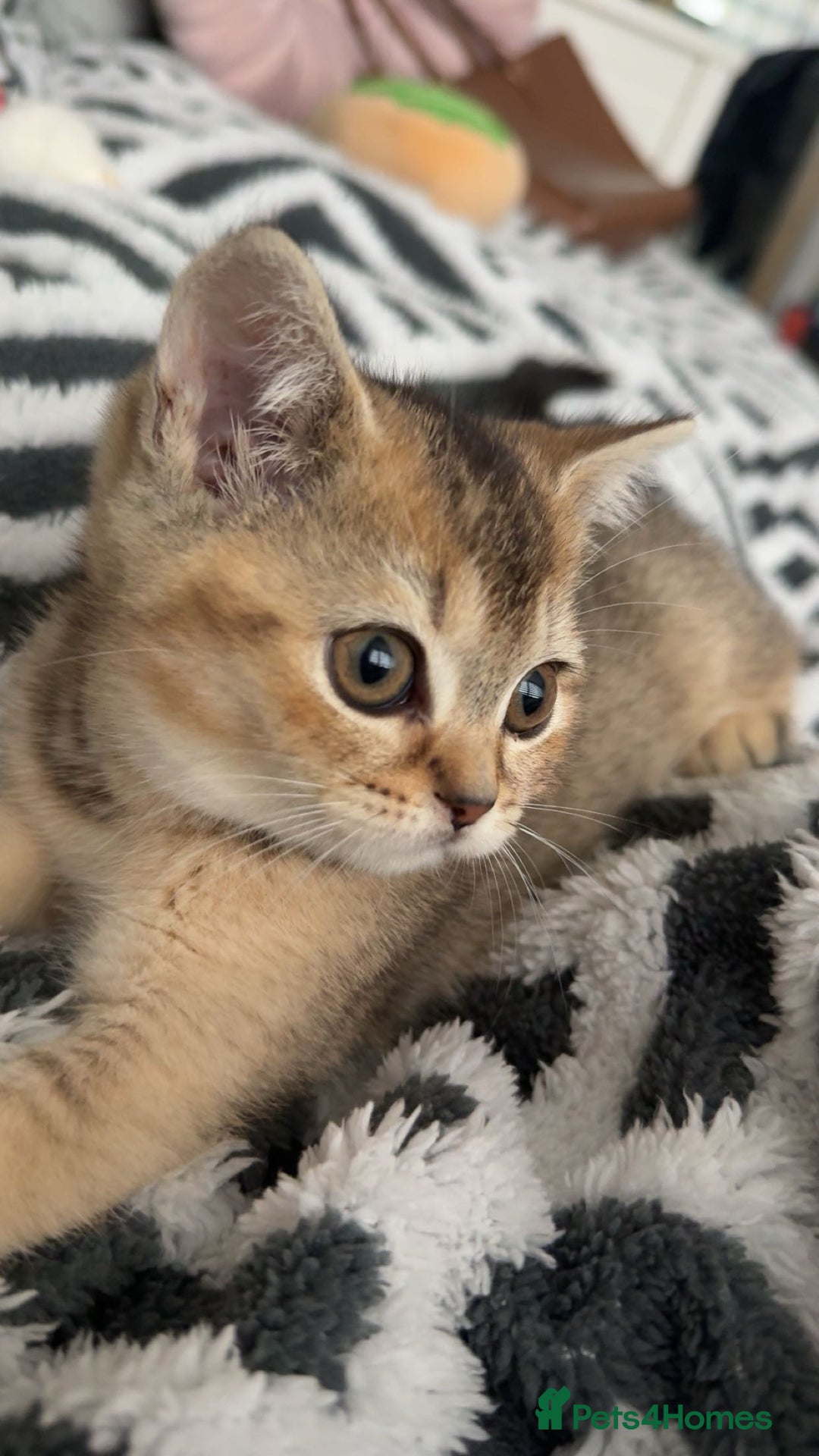 British Shorthair cats for sale: British shorthair kitten  - Advert 6