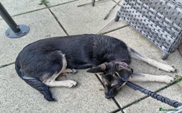 Mixed Breed dogs for adoption: Nera: A Sweet girl 🩷 in March - Image 6
