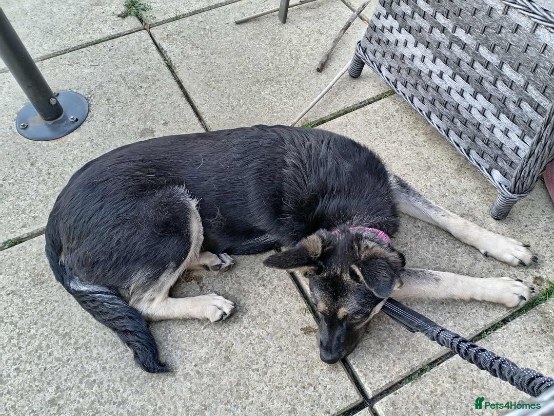 Mixed Breed dogs for adoption: Nera: A Sweet girl 🩷 in March - Image 6