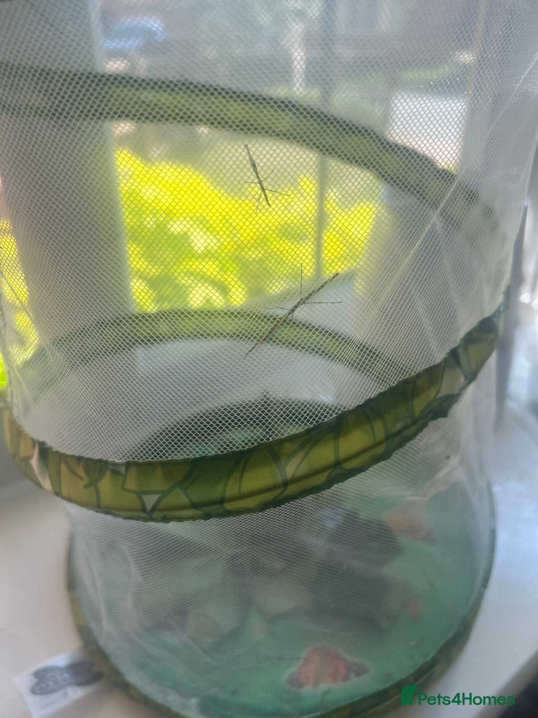 Stick Insects invertebrates for sale: Indian Stick Insects - Image 3