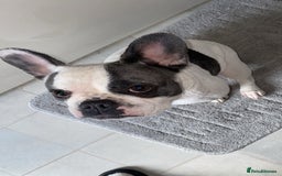 French Bulldog dogs for sale: French Bulldog  - Image 4