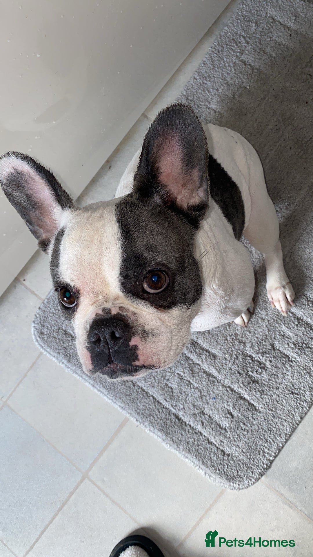 French Bulldog dogs for sale: French Bulldog  - Image 4