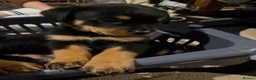 Rottweiler dogs for sale: 2 Beautiful and Playful Rottweiler puppies  - Advert 16