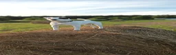 Jack Russell dogs for stud: Reksio    - Advert 11