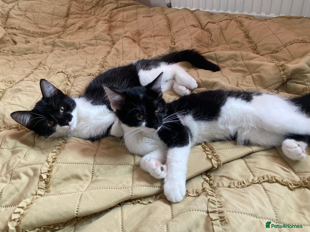 Mixed Breed cats for sale: Kittens  - Image 6
