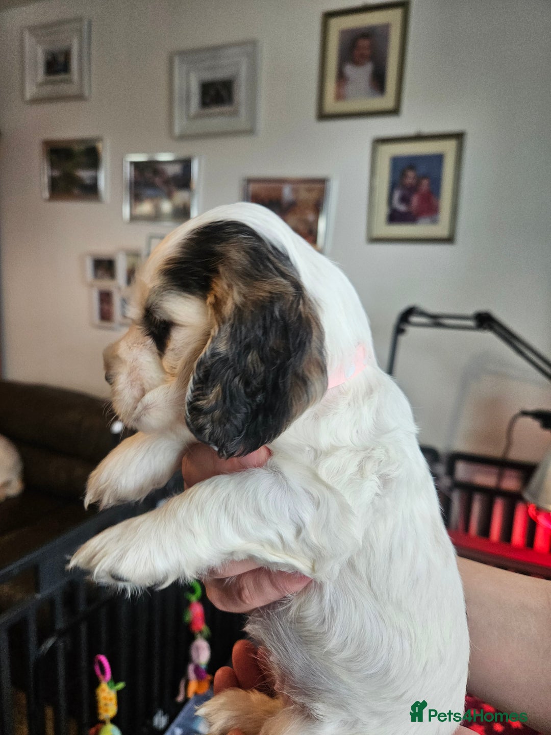 Cocker Spaniel dogs for sale: Sable Show Cocker spaniel Puppies ready now - Image 21