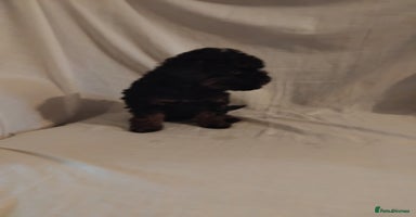 Cockapoo dogs - Advert 5