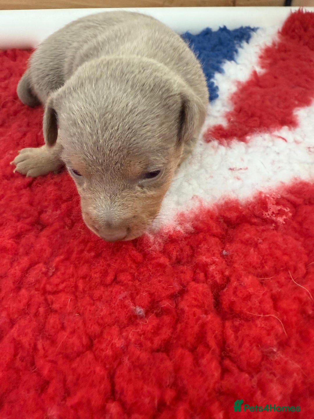 Jack Russell dogs for sale: Jack Russell Puppies 4 boys 1 girl available - Image 7