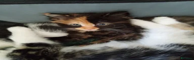 Domestic Shorthair 3