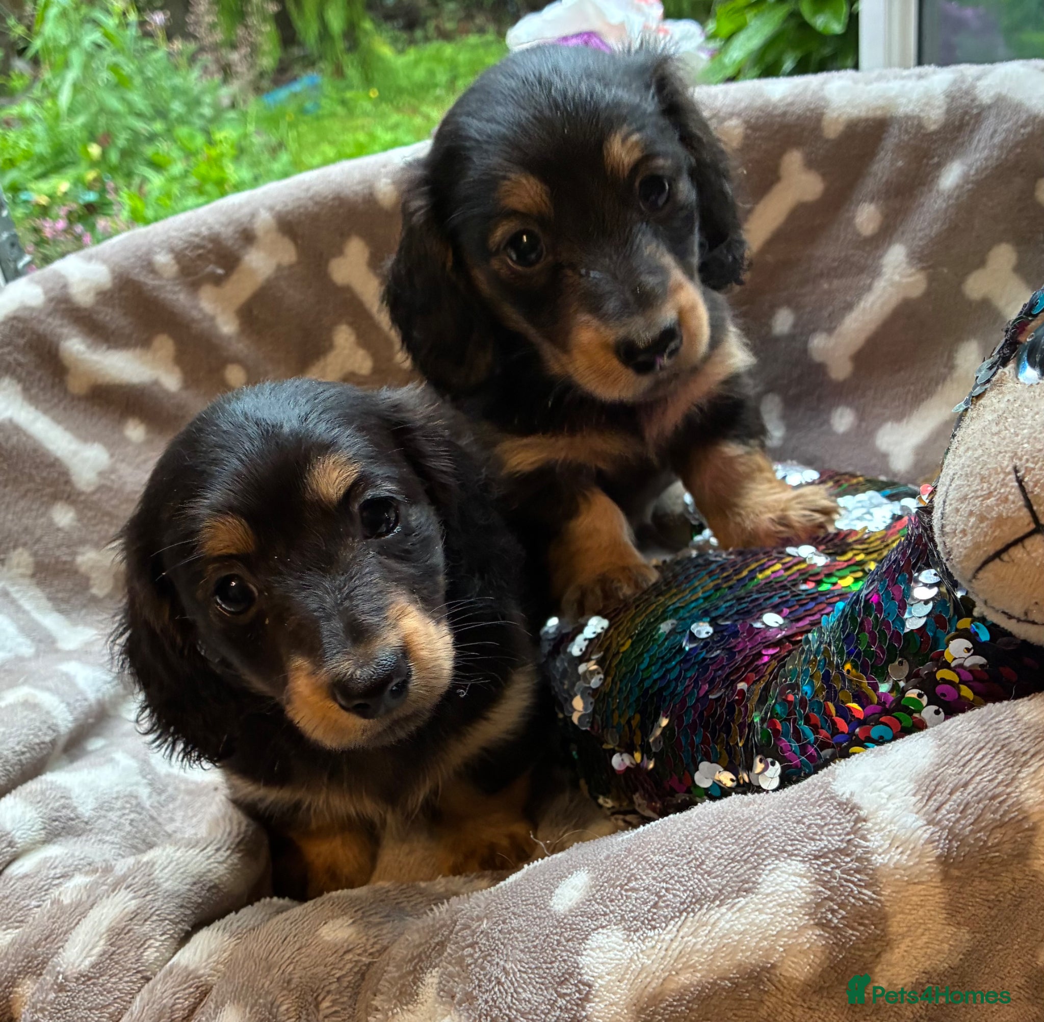 Miniature Dachshund dogs Two female LH MINI DACHSHUND pups PRA CLEAR ,  - Advert 2