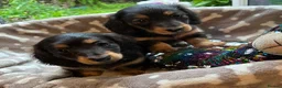 Miniature Dachshund dogs for sale: Two female LH MINI DACHSHUND pups PRA CLEAR ,  - Advert 2