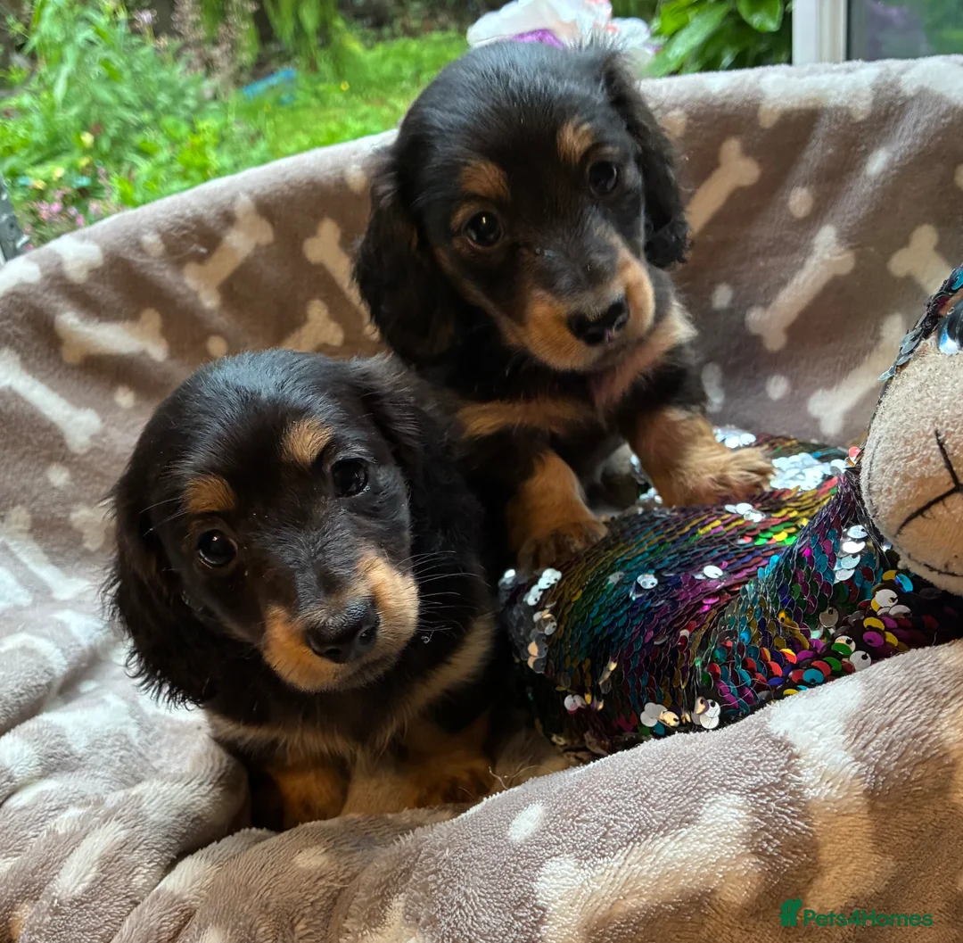 Miniature Dachshund dogs for sale: Two female LH MINI DACHSHUND pups PRA CLEAR ,  - Advert 2