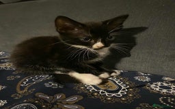 Mixed Breed cats for sale: 2 Beautiful kitten for sale - Image 6