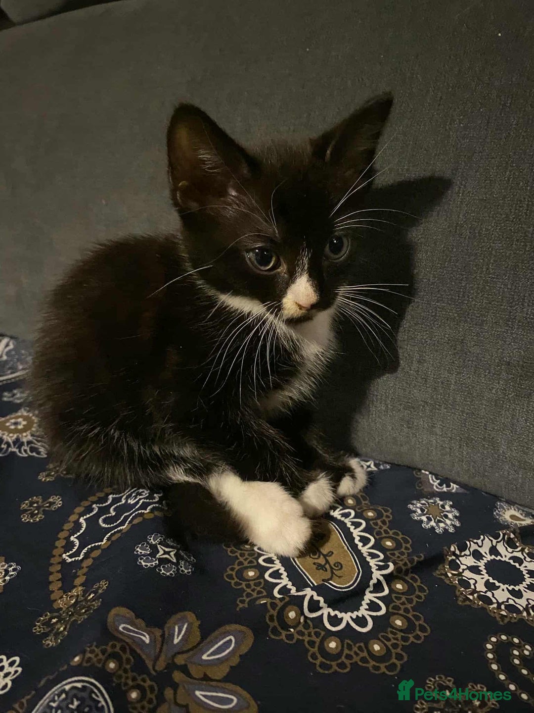 Mixed Breed cats for sale: 2 Beautiful kitten for sale - Image 6