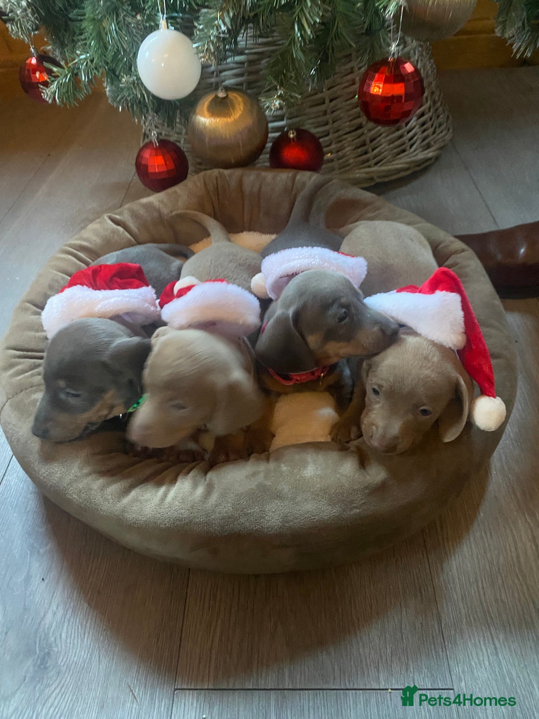 Miniature Dachshund dogs for sale: Miniature Dachshunds  - Advert 2