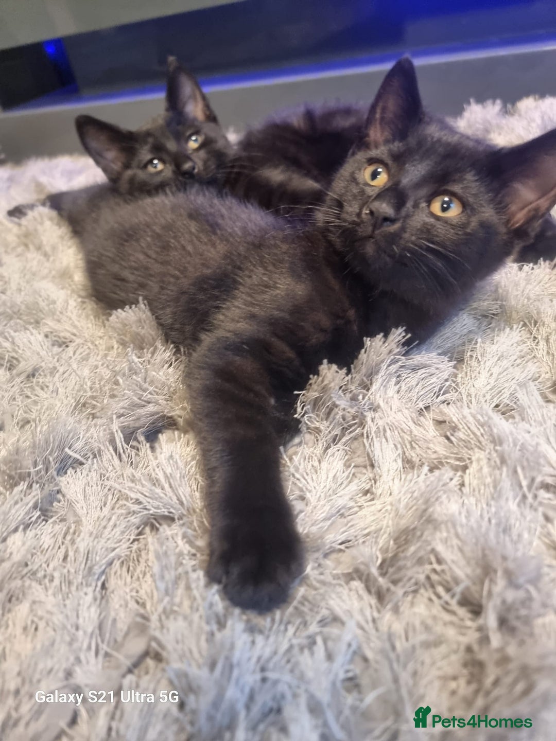 Mixed Breed cats for sale: Reduced for quick sale 3 kittens for sale in Birmingham - Image 11